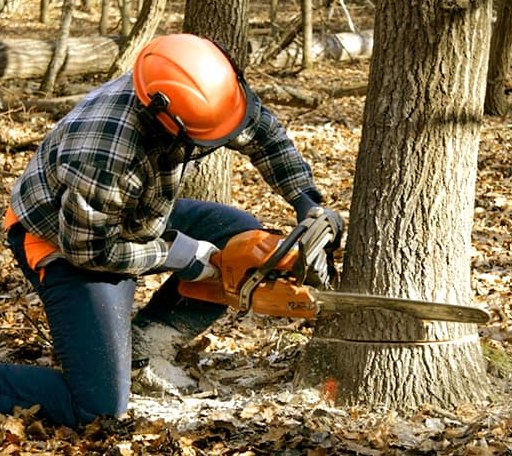 Tree Removal in Wolcott, VT